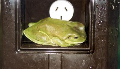 frosch in australien.jpg